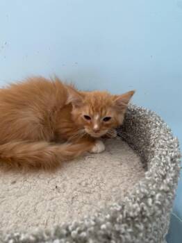 Devin -  Domestic Medium Hair Cat Available for Adoption in Cumming, Georgia - Devin | PetCurious