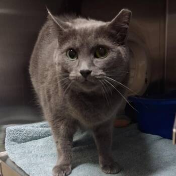 Gracie -  Domestic Short Hair Cat for Adoption in York, Pennsylvania - Gracie | PetCurious