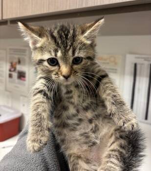 Rescue Domestic Short Hair Cats for Adoption in Greenfield, Indiana - Brandy | PetCurious