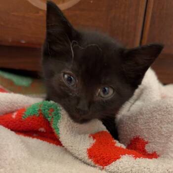 Rescue Domestic Short Hair Cats for Adoption in Huntsville, Alabama - Max | PetCurious