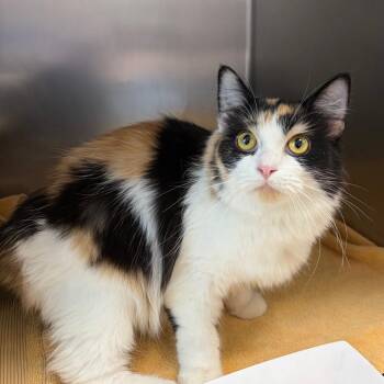 Domestic Long Hair Cats Available for Adoption in Council Bluffs, Iowa - Alicia | PetCurious