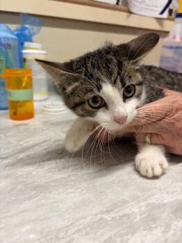 Tyler -  Domestic Short Hair Cat for Adoption in Plattsburgh, New York - Tyler | PetCurious