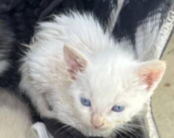Flamey -  Siamese and Domestic Short Hair Cat for Adoption in New Braunfels, Texas - Flamey | PetCurious