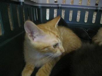 SUNSET -  Domestic Short Hair Cat for Adoption in Ocala, Florida - SUNSET | PetCurious