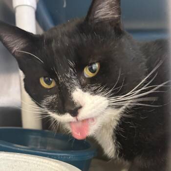 Merk -  Domestic Short Hair Cat Available for Adoption in Sheridan, Wyoming - Merk | PetCurious