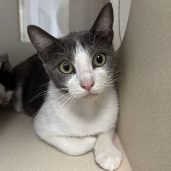 Lilith -  Domestic Short Hair Cat for Adoption in Houston, Texas - Lilith | PetCurious