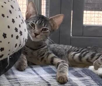 Ona Tortellina -  Domestic Short Hair and Tabby Cat for Adoption in Chandler, Arizona - Ona Tortellina | PetCurious