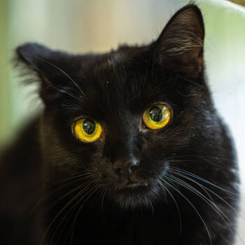 Rescue Domestic Short Hair Cats for Adoption in Decatur, Georgia - Isabel | PetCurious