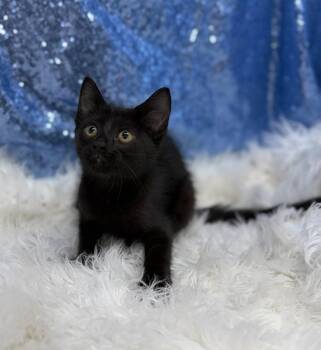 Luther -  Domestic Short Hair Cat for Adoption in Clarkesville, Georgia - Luther | PetCurious