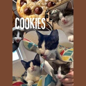 Cookies -  Domestic Short Hair Cat for Adoption in Orangevale, California - Cookies | PetCurious