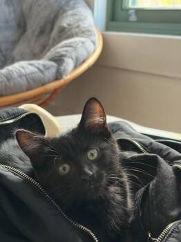 Domestic Short Hair Cats Available for Adoption in Montreal, Quebec - Nona | PetCurious