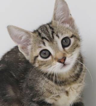 Harvest is holy cow cute and funny as ever -  Bengal and Abyssinian Cat for Adoption in Bedford Hills, New York - Harvest Is Holy Cow Cute And Funny As Ever | PetCurious