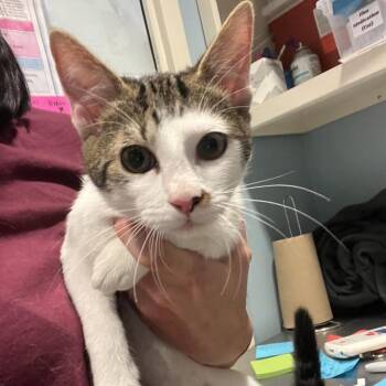 Koomba -  Domestic Short Hair Cat for Adoption in Chattanooga, Tennessee - Koomba | PetCurious