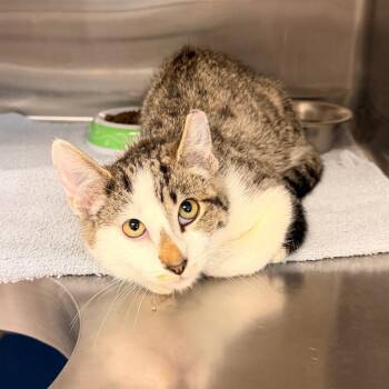 Baby Ruth -  Domestic Short Hair Cat for Adoption in Indianapolis, Indiana - Baby Ruth | PetCurious