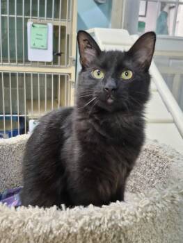 Rescue Domestic Long Hair Cats for Adoption in Rochester, New Hampshire - Pepper3 | PetCurious