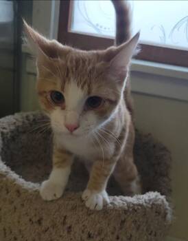 ROWAN -  Domestic Short Hair Cat for Adoption in Sandusky, Ohio - ROWAN | PetCurious