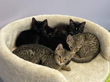 Avery -  Domestic Short Hair Cat for Adoption in Trenton, Maine - Avery | PetCurious