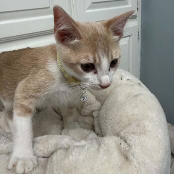 Peaches and Cream -  Domestic Short Hair Cat for Adoption in Bentonville, Arkansas - Peaches And Cream | PetCurious
