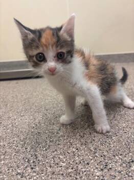 Calico Cats Available for Adoption in Disputanta, Virginia - Sushi Roll | PetCurious