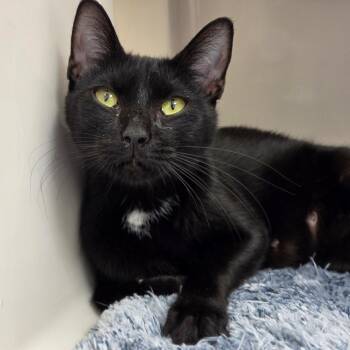 Bonbon -  Domestic Short Hair Cat for Adoption in Sarasota, Florida - Bonbon | PetCurious