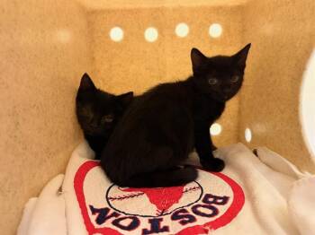 ALEXA -  Domestic Short Hair Cat for Adoption in Tustin, California - ALEXA | PetCurious