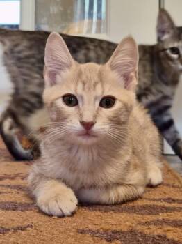 Ketchup (and fries) -  Domestic Short Hair Cat for Adoption in Houston, Texas - Ketchup (and Fries) | PetCurious