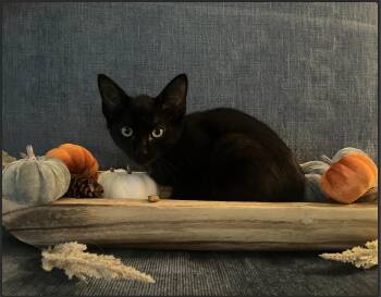 Rescue Domestic Short Hair Cats for Adoption in Houston, Texas - Foster | PetCurious