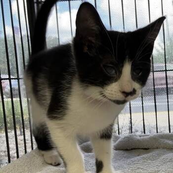 Domestic Short Hair Cats Available for Adoption in Lakeland, Florida - Cilantro | PetCurious
