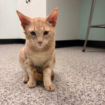 Gary Barlow -  Domestic Short Hair Cat for Adoption in Clavet, Saskatchewan - Gary Barlow | PetCurious