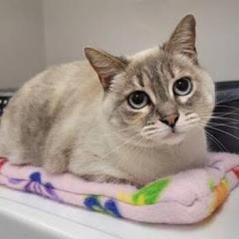 Siamese Cats Available for Adoption in Green Valley, Arizona - Wilma | PetCurious