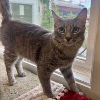 Domestic Medium Hair and Domestic Short Hair Cats Available for Adoption in East Montpelier, Vermont - Tennessee | PetCurious