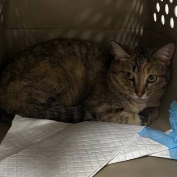Domestic Short Hair Cats Available for Adoption in Salt Lake City, Utah - Gabby | PetCurious