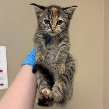 Charlotte -  Domestic Short Hair Cat for Adoption in Birmingham, Alabama - Charlotte | PetCurious