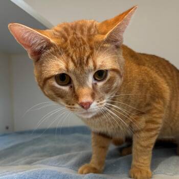 Dune -  Domestic Short Hair Cat for Adoption in Naperville, Illinois - Dune | PetCurious