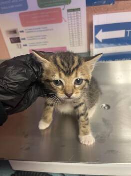 CARSON -  Domestic Short Hair Cat for Adoption in Columbia, South Carolina - CARSON | PetCurious