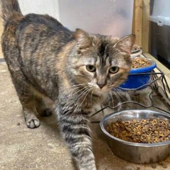 Pita -  Domestic Short Hair Cat for Adoption in Tipp City, Ohio - Pita | PetCurious