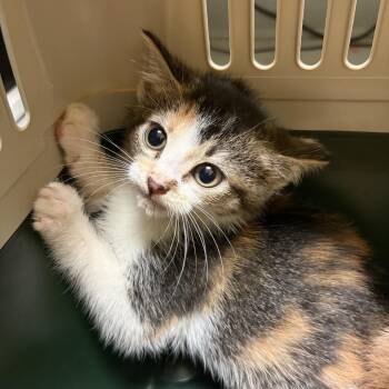 Bubbie -  Domestic Short Hair Cat for Adoption in Charlottesville, Virginia - Bubbie | PetCurious