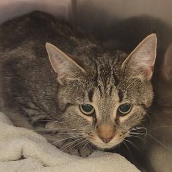 Rescue Domestic Short Hair Cats for Adoption in Gloucester, Virginia - Venti | PetCurious