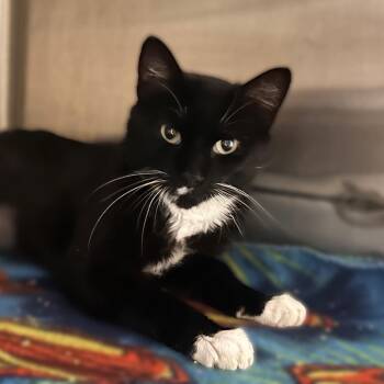 Gloopy -  Domestic Short Hair Cat for Adoption in Davenport, Iowa - Gloopy | PetCurious