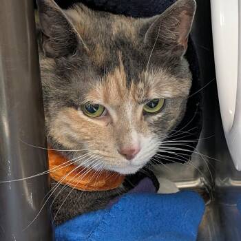 Kitty -  Domestic Short Hair Cat for Adoption in Las Vegas, Nevada - Kitty | PetCurious