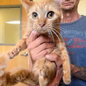 Vision -  Domestic Short Hair Cat for Adoption in Corinth, Mississippi - Vision | PetCurious