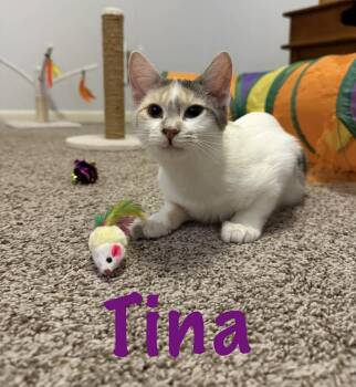 Domestic Short Hair Cats Available for Adoption - Tina | PetCurious