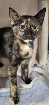 DOT -  Domestic Short Hair Cat for Adoption - DOT | PetCurious