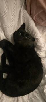 Domestic Short Hair Cats Available for Adoption in Arlington, Washington - Night Shadow | PetCurious