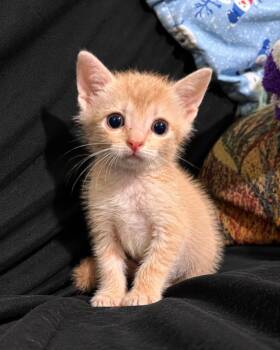 Cobbler-In Foster -  Domestic Short Hair Cat for Adoption in Rockwall, Texas - Cobbler-In Foster | PetCurious