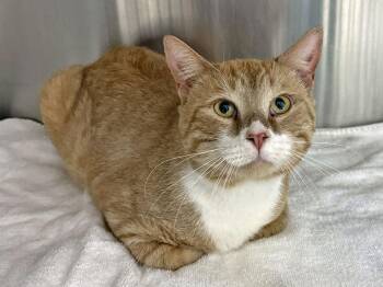 Sherman -  Domestic Short Hair Cat for Adoption in Falmouth, Massachusetts - Sherman | PetCurious