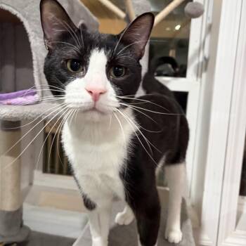 Jessie -  Domestic Short Hair Cat for Adoption in North Huntingdon, Pennsylvania - Jessie | PetCurious