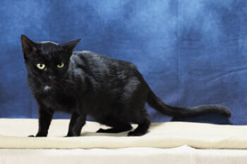 Rescue Domestic Short Hair Cats for Adoption in Chesapeake, Virginia - Denim | PetCurious