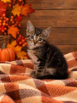 Flynn -  Domestic Medium Hair Cat for Adoption in Lagrange, Indiana - Flynn | PetCurious