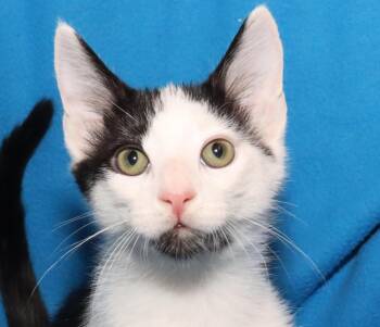 Jasper -  Domestic Short Hair Cat for Adoption in Euclid, Ohio - Jasper | PetCurious